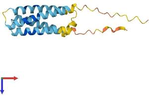 AlphaFold protein structure predicition of Mouse Recombinant Cklf Protein, UniprotID Q9DAS1