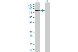 Western Blot analysis of EPS8L2 expression in transfected 293T cell line by EPS8L2 MaxPab polyclonal antibody. (EPS8-Like 2 anticorps  (AA 1-715))