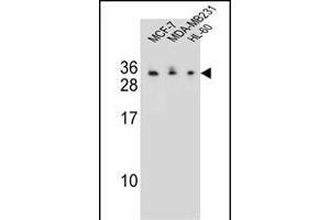 C1QL4 Antibody (N-term) (ABIN655459 and ABIN2844988) western blot analysis in MCF-7,MDA-M,HL-60 cell line lysates (35 μg/lane). (C1QL4 anticorps  (N-Term))