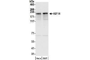 anti-Kinesin Family Member 14 (KIF14) (AA 900-950) antibody