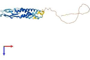AlphaFold protein structure predicition of Human Recombinant SYNPR Protein, UniprotID Q8TBG9