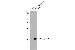WB Image U87-MG whole cell extract and conditioned medium (30 μg) were separated by 7. (Neuregulin 1 anticorps)