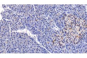 Detection of PDGF BB in Porcine Pancreas Tissue using Polyclonal Antibody to Platelet Derived Growth Factor BB (PDGF BB) (PDGF-BB Homodimer (AA 82-190) anticorps)