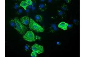 Anti-RASSF1 mouse monoclonal antibody (ABIN2454272) immunofluorescent staining of COS7 cells transiently transfected by pCMV6-ENTRY RASSF1 (RC213525). (RASSF1 anticorps)