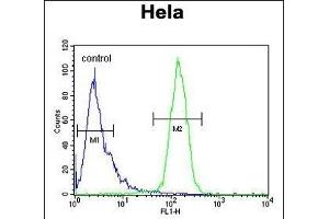 CLEC2B Antibody (Center) (ABIN650966 and ABIN2840012) flow cytometric analysis of Hela cells (right histogram) compared to a negative control cell (left histogram). (CLEC2B anticorps  (AA 59-86))