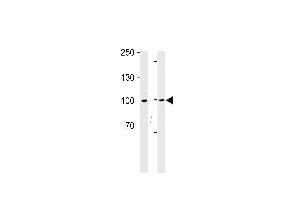 Western blot analysis in Ramos cell line and mouse thymus tissue lysates (35ug/lane).