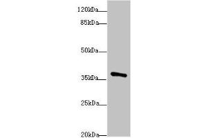 Western blot All lanes: POU4F3antibody at 1. (POU4F3 anticorps  (AA 1-180))