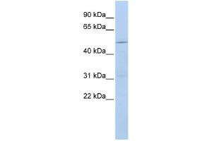 WB Suggested Anti-CECR6 Antibody Titration:  0. (CECR6 anticorps  (Middle Region))