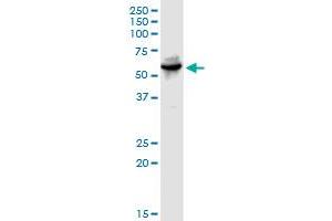 WARS MaxPab rabbit polyclonal antibody. (WARS anticorps  (AA 1-471))