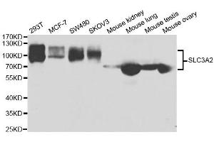 Western blot analysis of extracts of various cell lines, using SLC3A2 antibody. (SLC3A2 anticorps  (AA 360-529))