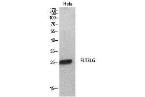 Western Blot (WB) analysis of HeLa cells using Flt3-L Polyclonal Antibody. (FLT3LG anticorps  (Internal Region))