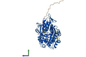 AlphaFold protein structure predicition of Mouse Recombinant Glyctk Protein, UniprotID Q8QZY2