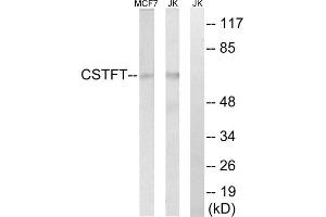 Western blot analysis of extracts from MCF-7 cells and Jurkat cells, using CSTF2T antibody. (CSTF2T anticorps  (Internal Region))