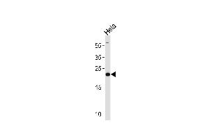 PRDX2 Antibody (Center) (ABIN1882119 and ABIN2839533) western blot analysis in Hela cell line lysates (35 μg/lane). (Peroxiredoxin 2 anticorps  (AA 98-127))