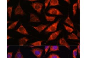 Immunofluorescence analysis of L929 cells using TMX2 Polyclonal Antibody at dilution of 1:100. (TMX2 anticorps)