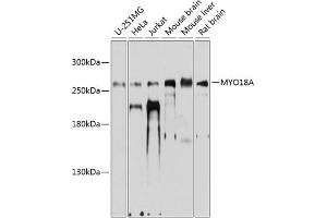Western blot analysis of extracts of various cell lines, using MYO18A antibody (ABIN6129619, ABIN6144276, ABIN6144277 and ABIN6224863) at 1:1000 dilution. (Myosin XVIIIA anticorps  (AA 1970-2054))
