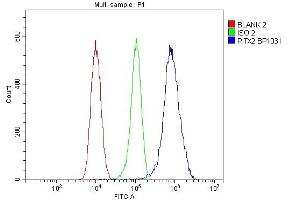 Flow Cytometry analysis of 293T cells using anti-PITX2 antibody (ABIN7603131).