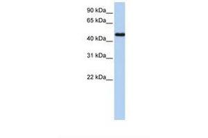 Image no. 1 for anti-Nuclear Receptor Subfamily 2, Group F, Member 1 (NR2F1) (AA 38-87) antibody (ABIN6738177) (NR2F1 anticorps  (AA 38-87))