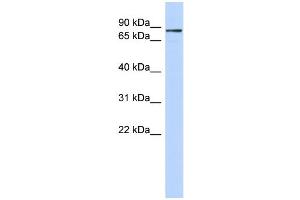 WB Suggested Anti-ZNF366 Antibody Titration:  0. (ZNF366 anticorps  (C-Term))