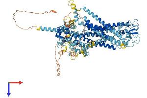 AlphaFold protein structure predicition of Mouse Recombinant Ano1 Protein, UniprotID Q8BHY3