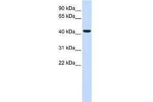 WB Suggested Anti-BACE1 Antibody Titration:  0. (BACE1 anticorps  (N-Term))