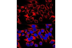Confocal immunofluorescence analysis of HeLa cells using HSP60/HSPD1 Polyclonal Antibody (ABIN3021181, ABIN3021182, ABIN3021183 and ABIN6214053) at dilution of 1:400.