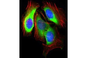 Western blot analysis using SLC2A4 antibody against HeLa (1), NIH3T3 (2), 3T3-L1 (3) cell lysate and Mouse heart (4) tissue lysate.