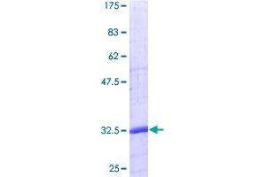 Image no. 1 for CD24 Molecule (CD24) (AA 1-80) protein (GST tag) (ABIN1326577)
