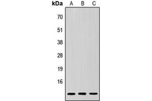 Western blot analysis of SUMO3 expression in HeLa (A), Raw264. (SUMO3 anticorps  (N-Term))