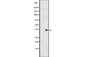 Western blot analysis of OR2A12 expression in CEM cell line lysates ,The lane on the left is treated with the antigen-specific peptide. (OR2A12 anticorps  (C-Term))