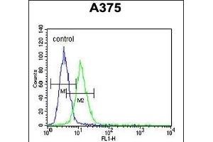 anti-CS (AA 27-55), (N-Term) antibody