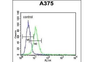 CS Antibody (N-term) (ABIN652074 and ABIN2840538) flow cytometric analysis of  cells (right histogram) compared to a negative control cell (left histogram). (CS (AA 27-55), (N-Term) anticorps)