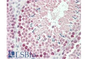 ABIN185724 (5µg/ml) staining of paraffin embedded Mouse Testis. (ROBO1 anticorps  (Internal Region))