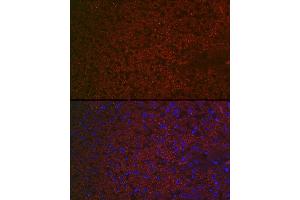 Immunofluorescence analysis of rat liver using R Rabbit pAb (ABIN6131585, ABIN6146704, ABIN6146705 and ABIN6222716) at dilution of 1:100 (40x lens). (Chemerin anticorps  (AA 17-163))
