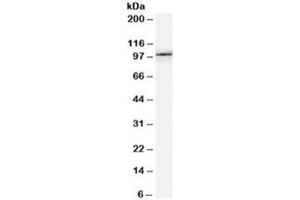 Western blot testing of NIH3T3 lysate with FE65 antibody at 0. (FE65 anticorps)