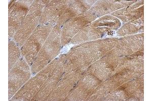 Image no. 4 for anti-Nucleolar Protein 3 (Apoptosis Repressor with CARD Domain) (NOL3) (AA 1-197) antibody (ABIN1501899)