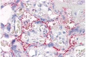 Anti-RASIP1 antibody IHC staining of human placenta. (RASIP1 anticorps  (AA 951-963))