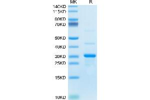 Mouse TRAIL on Tris-Bis PAGE under reduced condition.