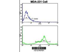 Flow cytometric analysis of MDA-231 cells using VCP Antibody (bottom histogram) compared to a negative control cell (top histogram). (VCP anticorps  (C-Term))