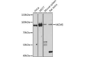 Western blot analysis of extracts of various cell lines, using MCM5 Rabbit mAb (ABIN7268543) at 1:1000 dilution. (MCM5 anticorps)