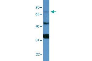 Western Blot analysis of HepG2 cell lysate with MFI2 polyclonal antibody  at 0. (MFI2 anticorps  (C-Term))