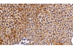 Detection of CK18 in Mouse Liver Tissue using Polyclonal Antibody to Cytokeratin 18 (CK18)