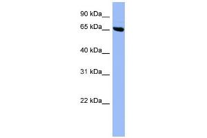 WB Suggested Anti-SHC3 Antibody Titration: 0.