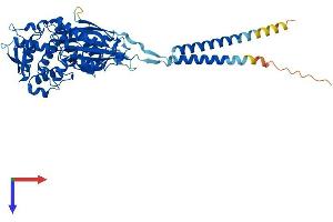 AlphaFold protein structure predicition of Human Recombinant ENTPD3 Protein, UniprotID O75355