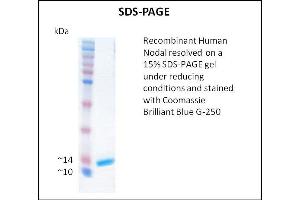 SDS-PAGE (SDS) image for Nodal Homolog (NODAL) (Active) protein (ABIN5509792) (Nodal Protéine)