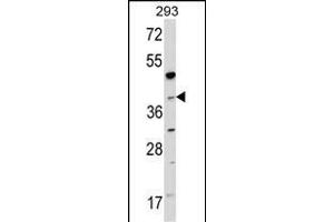 Western blot analysis of hNAGK- (R) in 293 cell line lysates (35 μg/lane). (NAGK anticorps  (C-Term))