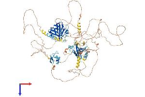 AlphaFold protein structure predicition of Human Recombinant NCOA7 Protein, UniprotID Q8NI08