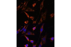 Immunofluorescence analysis of NIH-3T3 cells using CKMT1B Polyclonal Antibody (ABIN3017245, ABIN3017246, ABIN3017247 and ABIN6220012) at dilution of 1:100 (40x lens). (CKMT1B anticorps  (AA 1-85))