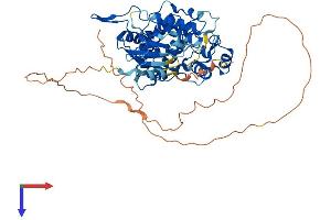 AlphaFold protein structure predicition of Human Recombinant NLK Protein, UniprotID Q9UBE8