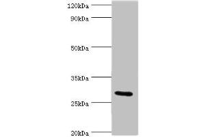 Western blot All lanes: COLEC11 antibody at 4 μg/mL + Rat liver tissue Secondary Goat polyclonal to rabbit IgG at 1/10000 dilution Predicted band size: 29, 27, 22, 30, 25, 24, 31 kDa Observed band size: 29 kDa